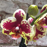 Heirloom Yellow Purple Phalaenopsis Orchid Flower Seeds – Non-GMO Exotic Blooms for Planting