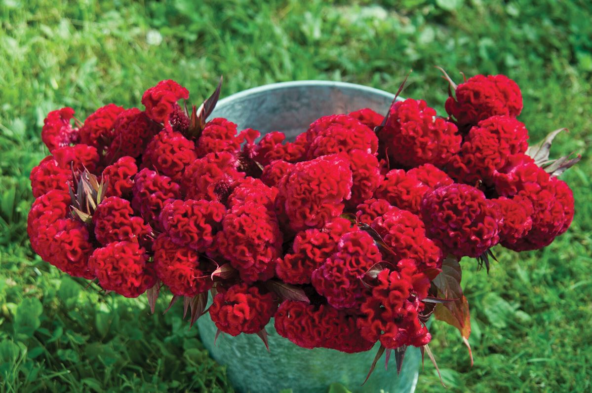 Red Flame – Organic Celosia Seed