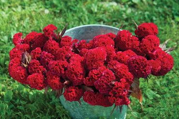 Red Flame – Organic Celosia Seed