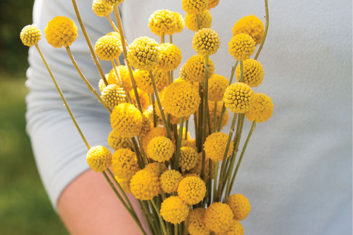 Sun Ball – Organic Craspedia Seed