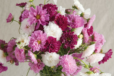 Double Click Mix – Cosmos Seed