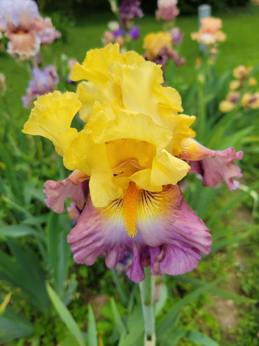 Enthralled Bearded Iris Seeds