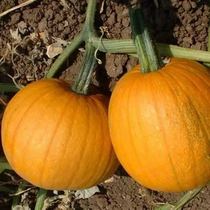 Rival PMR – Treated Pumpkin Seed