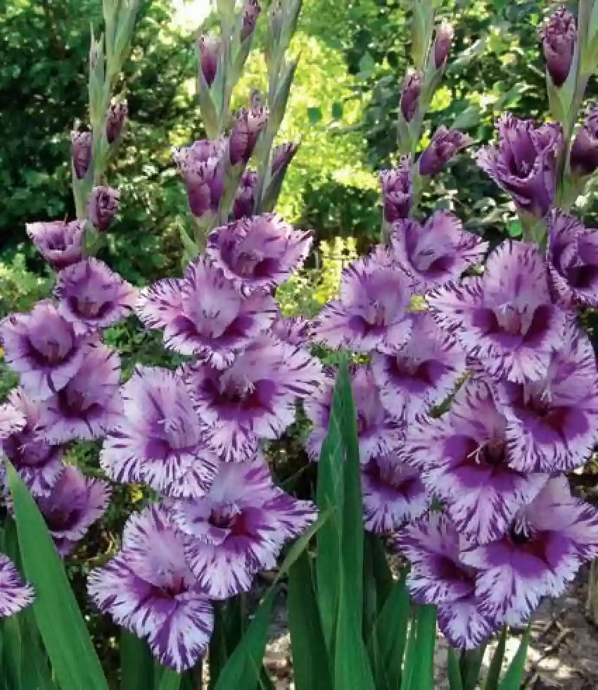 Passos Gladiolus