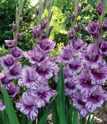 Passos Gladiolus