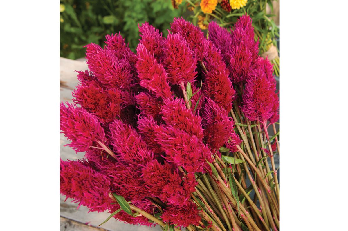 Eternity Improved – Celosia Seed