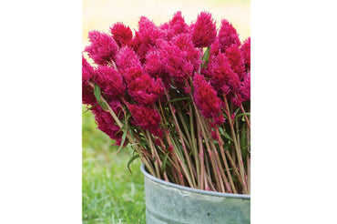 Eternity Improved – Celosia Seed