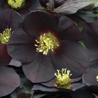 Dark and Handsome Double Hellebore