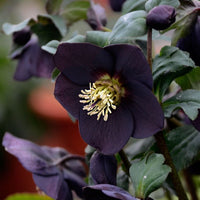 New York Night Single Hellebore