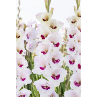 Fiorentina Gladiolus