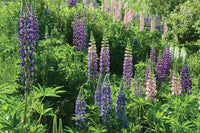 Perennial Lupine – Flower Seed