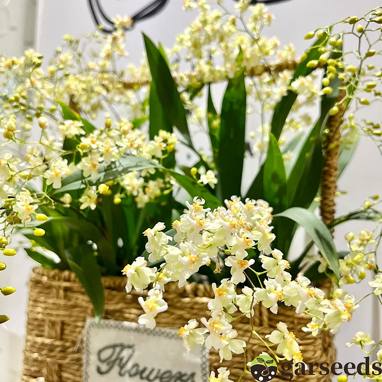 Oncidium Orchid Seeds