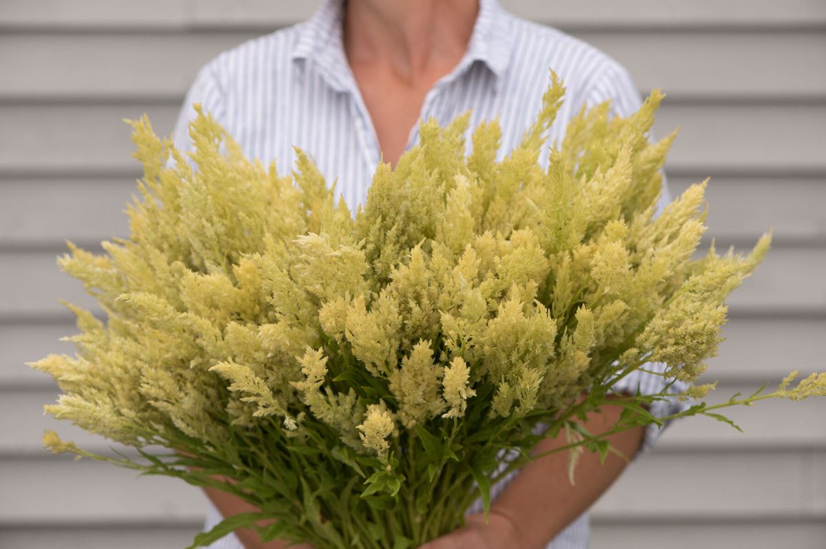 Sylphid – Celosia Seed