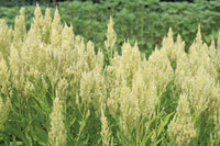 Sylphid – Celosia Seed