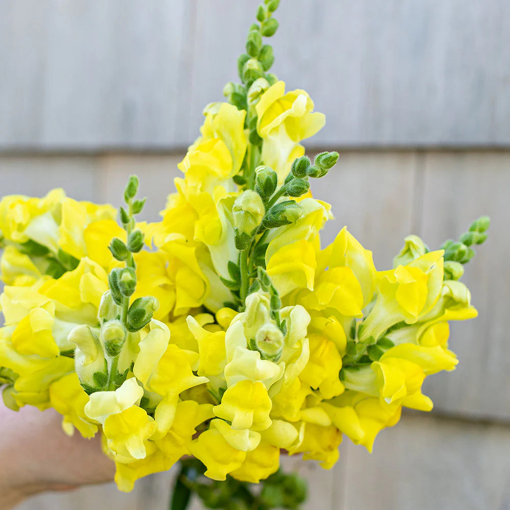 Snapdragon- Canary Bird
