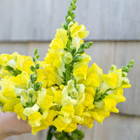 Snapdragon- Canary Bird