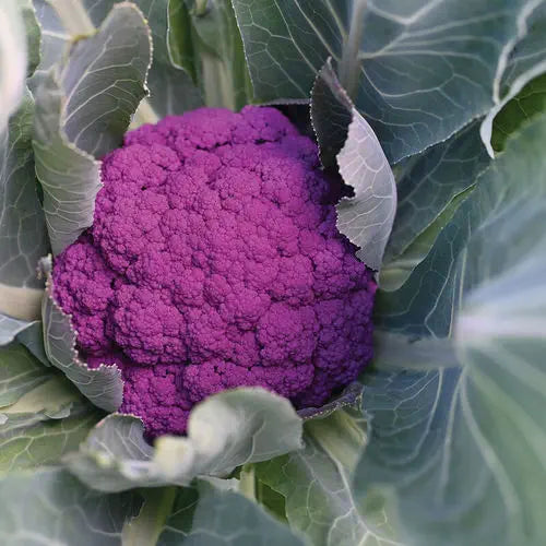 Purple Moon – Cauliflower Seed