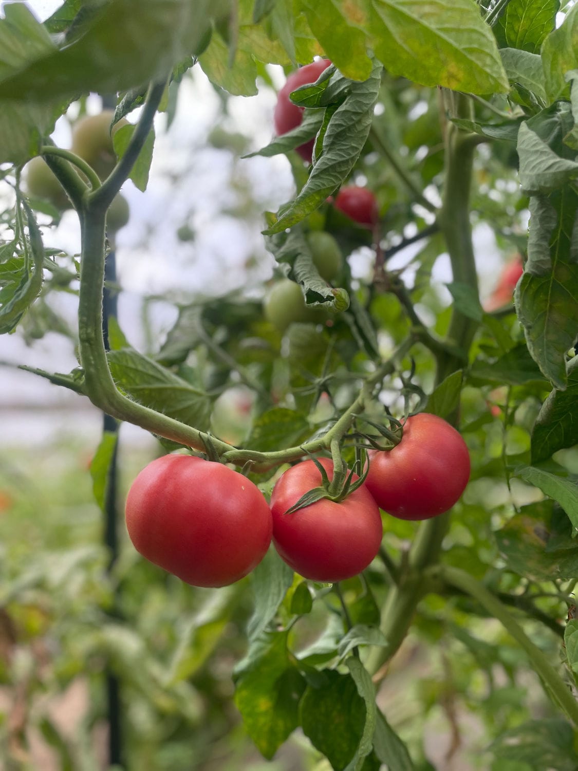 Enroza – Organic Tomato Seed