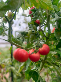 Enroza – Organic Tomato Seed