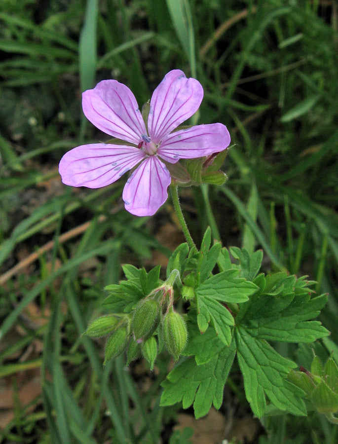 Heirloom Non-GMO Geranium Asphodeloides Flower Seeds for Planting – Beautiful Garden Blooms