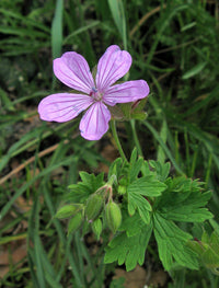 Heirloom Non-GMO Geranium Asphodeloides Flower Seeds for Planting – Beautiful Garden Blooms