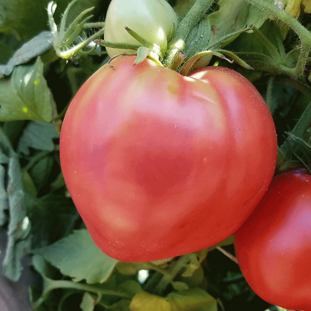 Tomato- Oxheart Pink