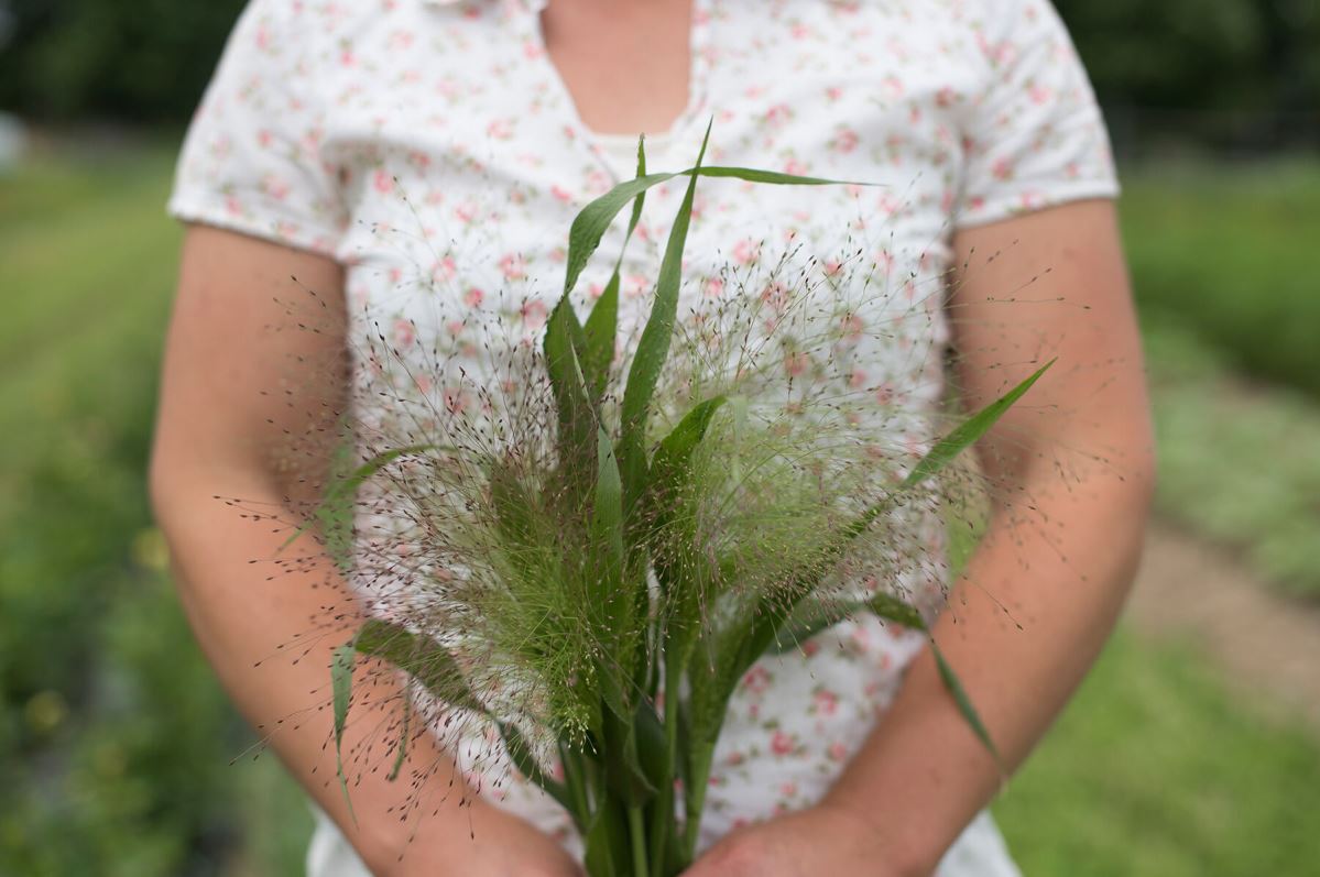 Frosted Explosion – Ornamental Grass Seed