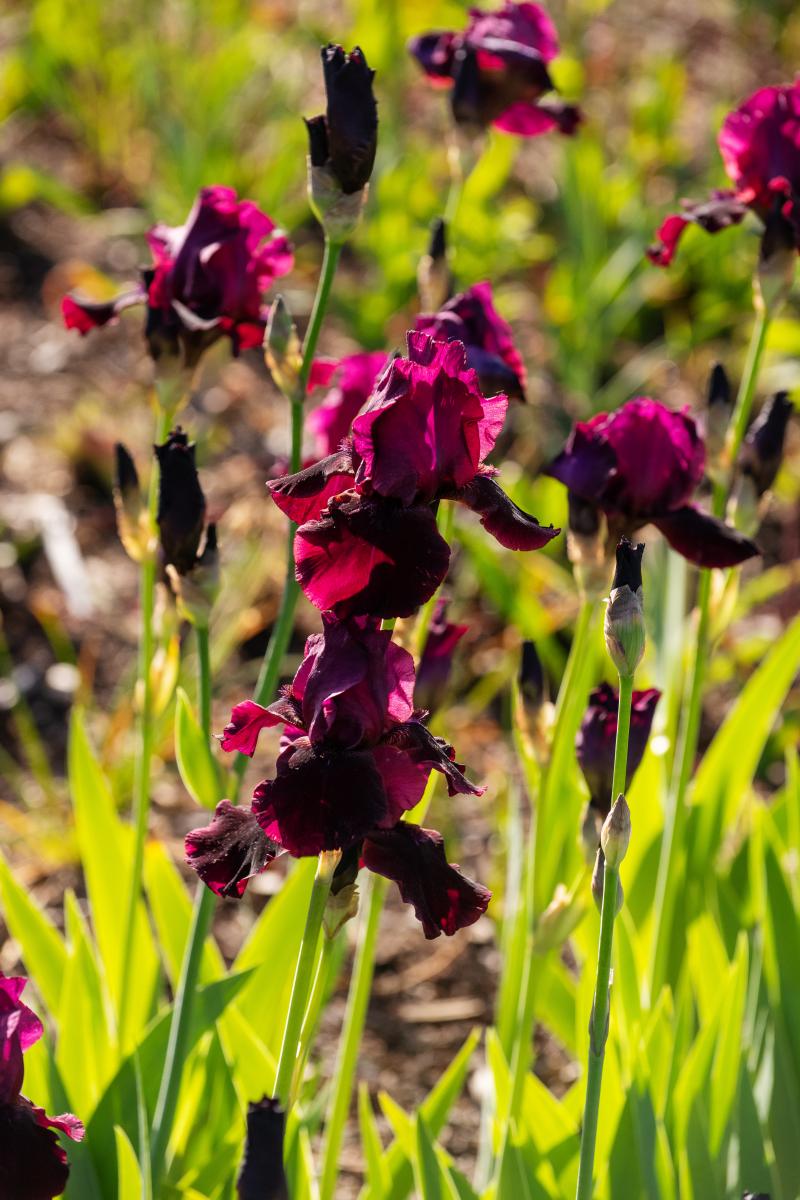 Red Dirt Road Bearded Iris