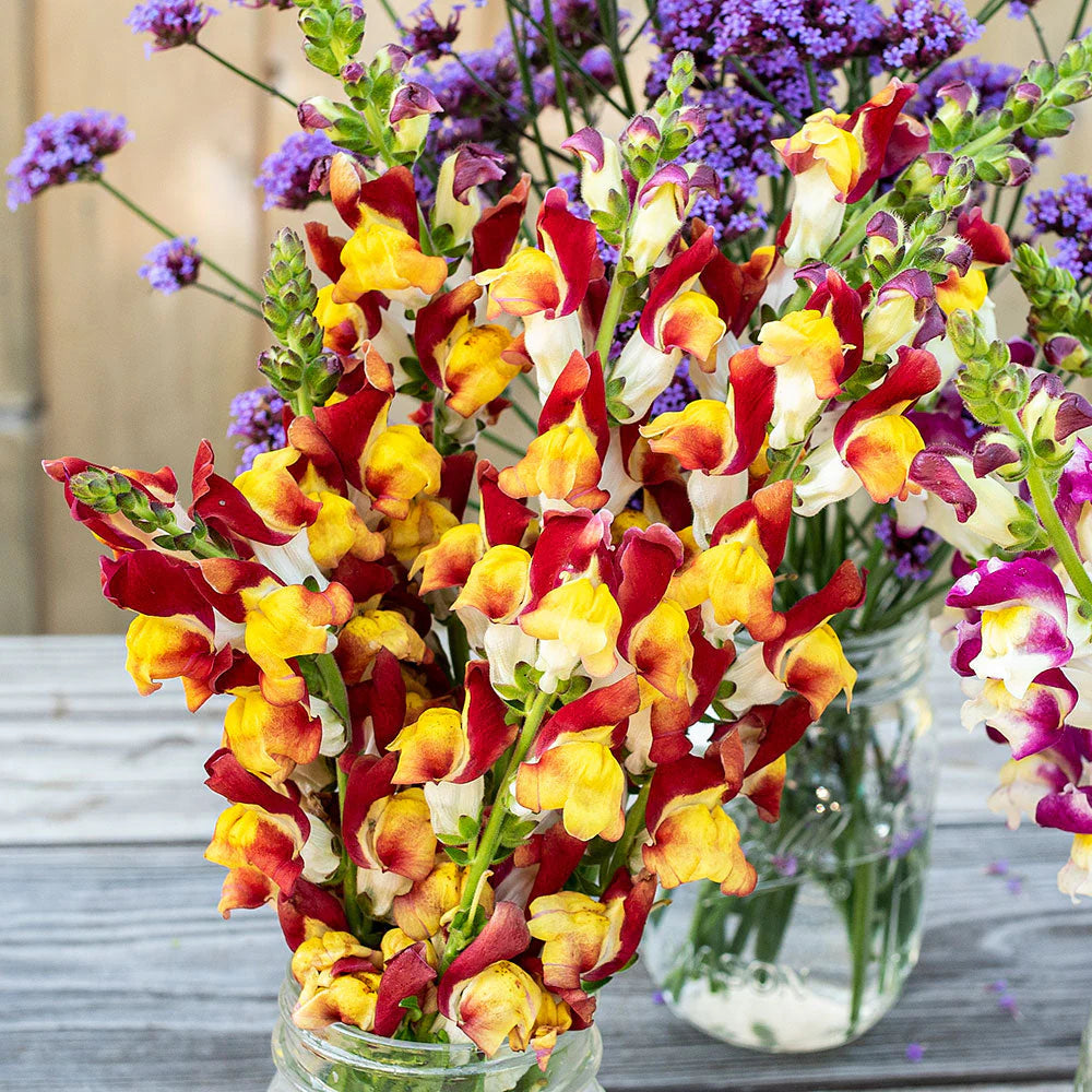 Snapdragon- Mango Twist