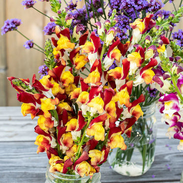 Snapdragon- Mango Twist