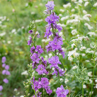 Galilee Lilac – Organic Larkspur Seed