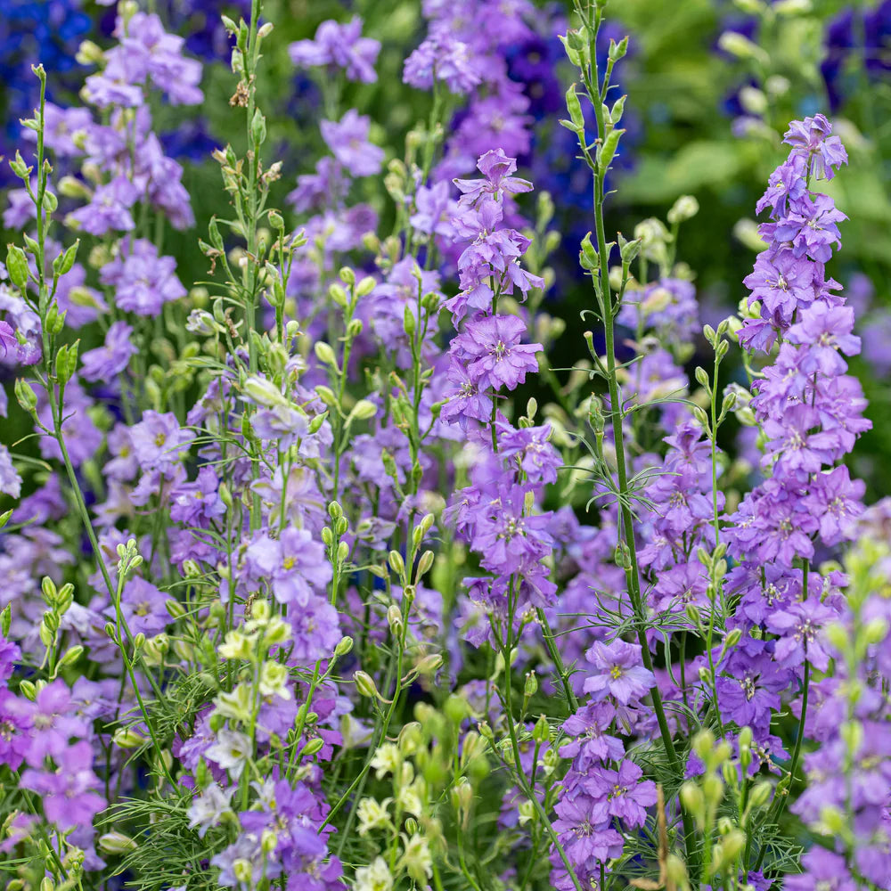 QIS? Lilac – Larkspur Seed
