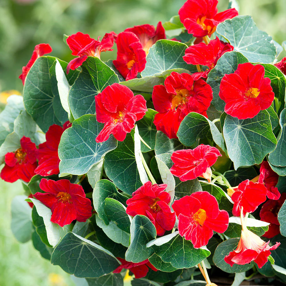Heirloom Non-GMO Nasturtium Flower Seeds for Planting – Edible Vibrant Blooms - Non-GMO for planting in home garden
