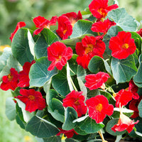 Heirloom Non-GMO Nasturtium Flower Seeds for Planting – Edible Vibrant Blooms