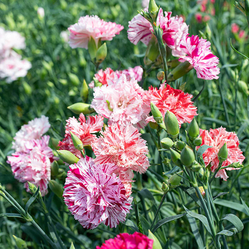 Chabaud Picotee Double Mix – Dianthus Seed