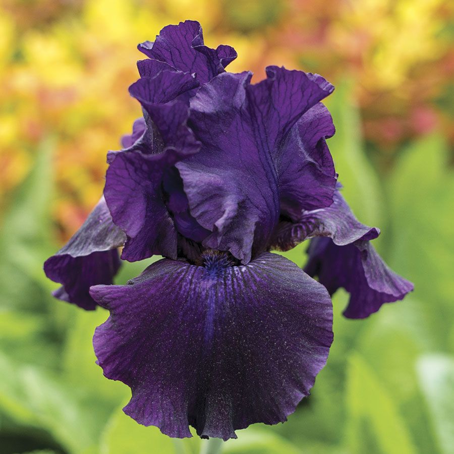 Ozark Rebounder Reblooming Bearded Iris