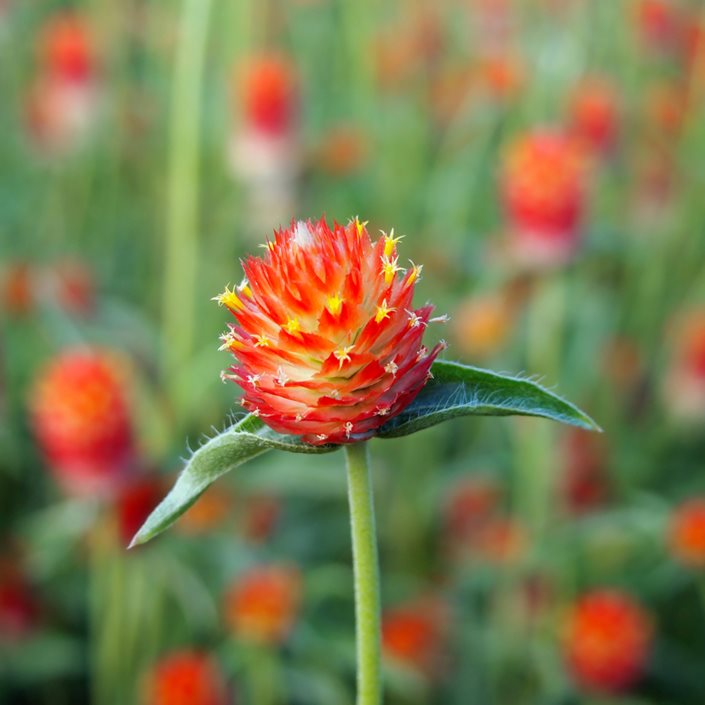 Gomphrena Red Flower Seeds
