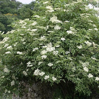 Elderberry Green Polygonum Japonicum Seeds