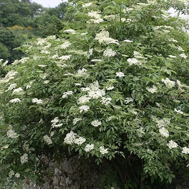 Elderberry Green Polygonum Japonicum Seeds