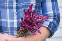 Ruby Parfait – Celosia Seed