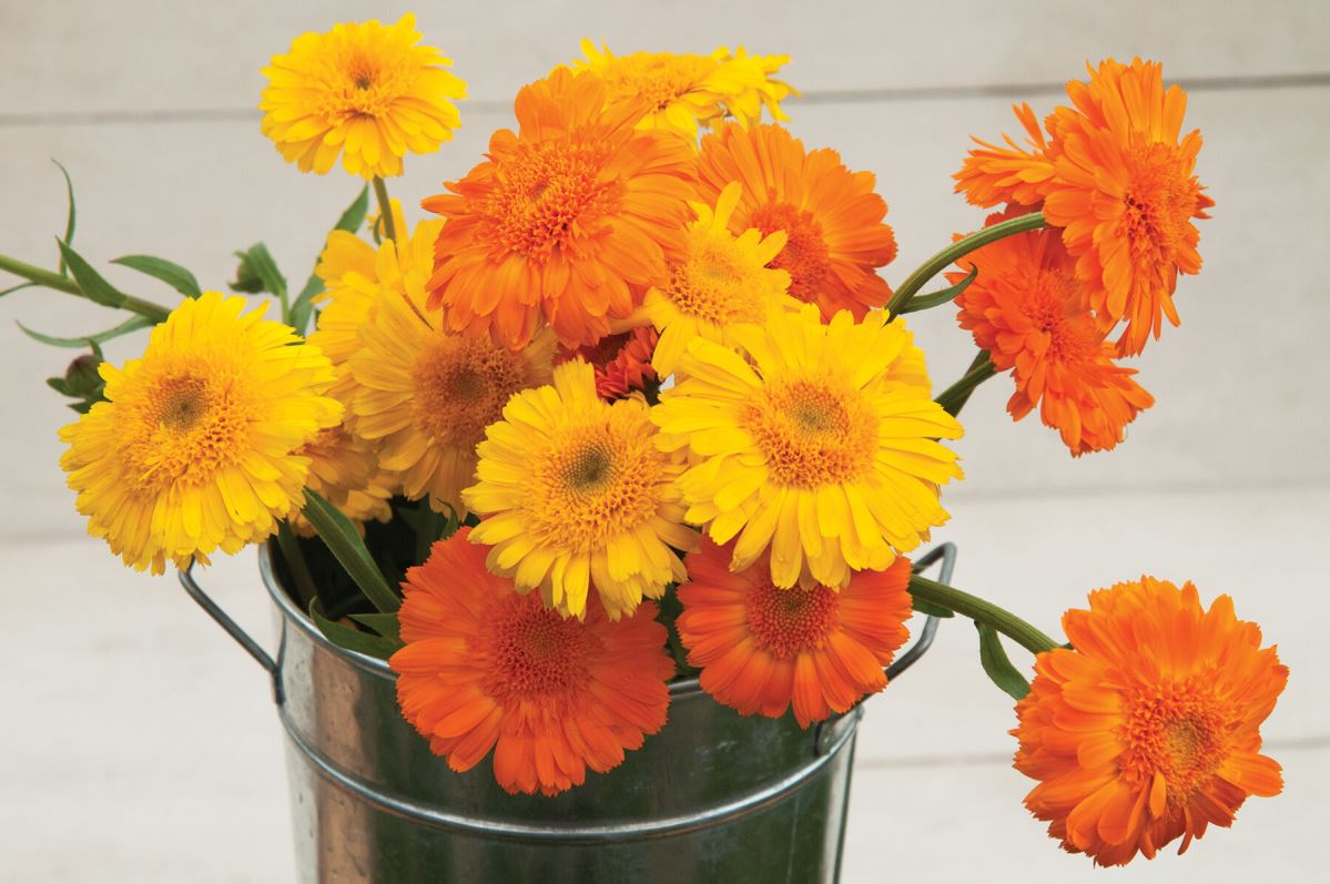 Princess Mix – Calendula Seed