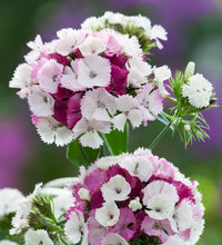 Seedling 5 Pack- Sweet William- Sweet Pink Magic