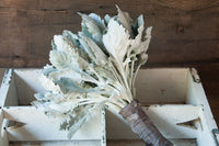 New Look – Dusty Miller Seed