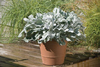 New Look – Dusty Miller Seed