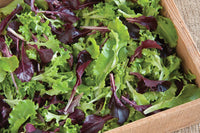 Five Star Greenhouse Lettuce Mix – Lettuce Seeds