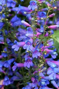 Penstemon Heterophyllus Flower Seeds for Planting - 100