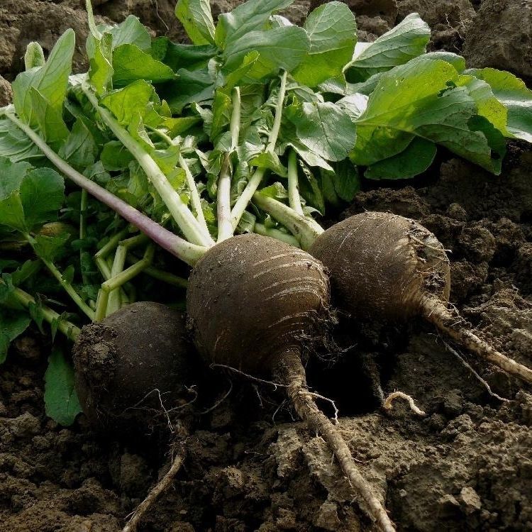 Radish- Black Spanish Round