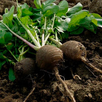 Radish- Black Spanish Round