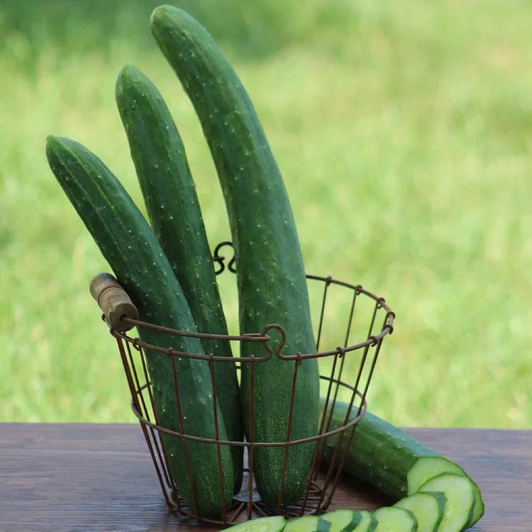 Cucumber Burpless Seeds