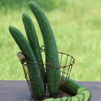 Cucumber Burpless Seeds